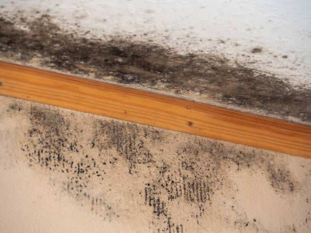 Best Mold Documentation for Insurance Claims  in Leisure Village East, NJ